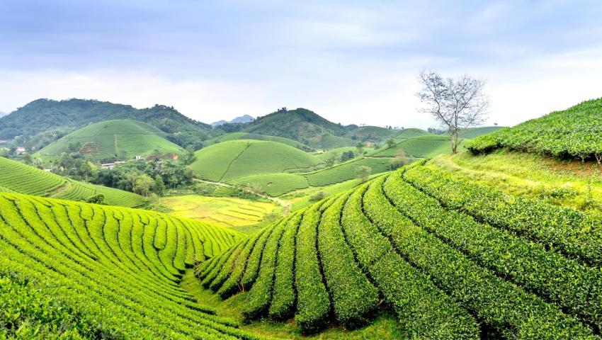 Perkebunan